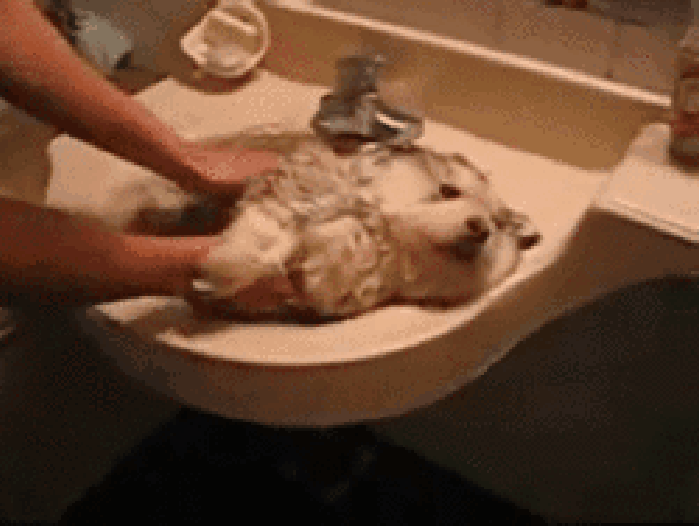 小狗 洗澡 水池 动物