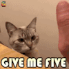 萌宠 猫咪 猫 givemefive 赞 撩人 soogif soogif出品