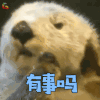 萌宠 水獭 有事吗 蒙圈 soogif soogif出品