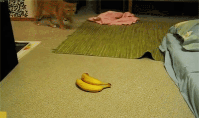 狗 香蕉 害怕，逃走