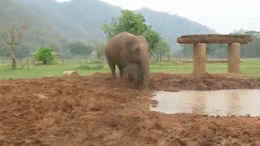 大象 泥浆 走开 可爱的