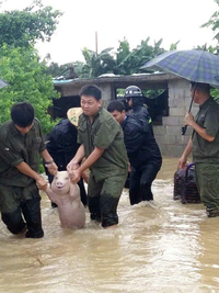 救援队 猪 搞笑 洪水 新闻