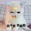 猫咪 可爱 呆萌 斗图 我不管我最酷 讯飞