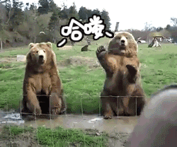 大熊 动物园 打招呼 可爱 斗图 哈喽