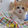 萌宠 猫 太困了 搞怪 soogif soogif出品