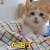 萌宠 猫 太困了 搞怪 soogif soogif出品