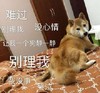 萌宠 汪星人 别理我 让我静一静 憨憨 可爱