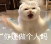 萌宠 猫星人 你还做个人吗 凶巴巴 呆萌 可爱