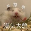 萌宠 小老鼠 满头大憨 傻乎乎 呆萌 可爱