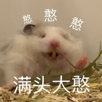 萌宠 小老鼠 满头大憨 傻乎乎 呆萌 可爱