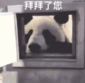 萌宠 熊猫 拜拜 再见 呆萌 可爱
