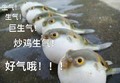 好气哦 一排鱼 鼓肚子 搞笑