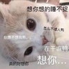 萌宠 猫星人 想你想的睡不着 在干嘛呢 呆萌 可爱