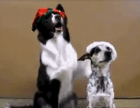 两只小狗 摆造型 挨近点 帽子