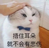萌宠 猫星人 捂住耳朵 就不会有悲伤 呆萌 可爱
