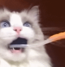 猫猫 刷牙 可爱 逗