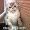 萌宠 猫星人 警告你 我可是很凶的 呆萌 可爱