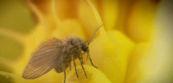 吮食 昆虫 神话的森林 纪录片 花蜜 蜜蜂