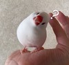 萌宠 小鸽子 ？ 问号 搞怪 逗