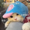 萌宠 猫星人 不知道他在干嘛 会想我吗 搞怪 逗