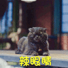 猫 辣眼睛 拒绝 可爱 呆萌