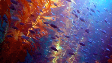 鱼群 海底 游 绚丽 海洋 自然 ocean nature