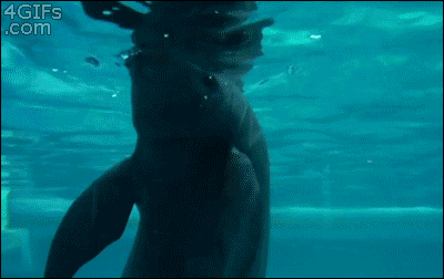 鲸鱼  动物  游泳 技巧