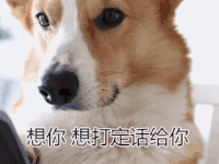 柯基 打电话