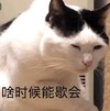 萌宠 猫星人 啥时候能歇会 累死了 呆萌 可爱