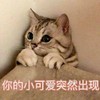 萌宠 喵星人 我来啦 你的小可爱突然出现 憨憨 可爱