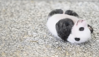 熊猫 国宝 翻身 宝宝
