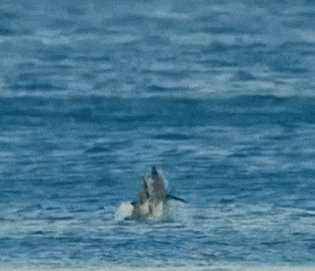 大海 海豚 可爱 水浪