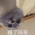 萌宠 猫 猫咪 喵星人 醒了吗 哥