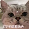 萌宠 猫星人 萌 打开你的前置摄像头 呆萌 可爱