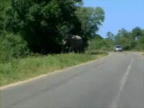 大象 公路