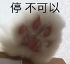 萌宠 汪星人 停 不可以 呆萌 可爱