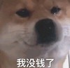 萌宠 汪星人 我没钱了 我好穷啊 呆萌 可爱
