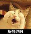 喵星人 可爱 捂眼睛 好想你啊