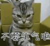 不要生气啦 猫咪 不要生气