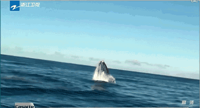 大海  鲸鱼  跳跃  水花