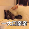 萌宠 喵星人 一大口亲亲 么么哒 可爱 活泼