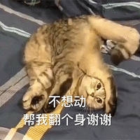 萌宠 猫咪 猫 喵星人 不想动 帮我翻个身 搞怪