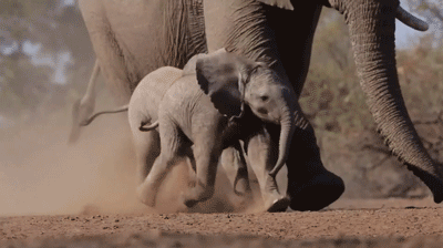 开心 宝贝 大象