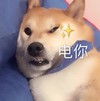 萌宠 汪星人 电你 放电 搞怪 逗