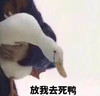 萌宠 鸭子 放我去死鸭 激动 呆萌 可爱