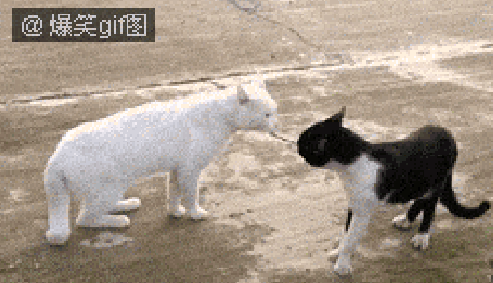 猫咪 打架 占领 惊讶