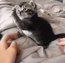 猫咪 握手 可爱 搞笑