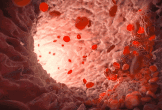 血管   红细胞  流动