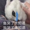 萌宠 猫星人 鱼哭了水知道 我哭了谁知道 可爱 呆萌