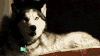 哈士奇 Siberian husky 打哈欠 呆萌
